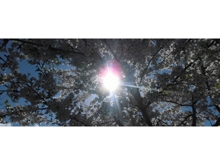 15446591